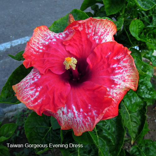 Taiwan Gorgeous Evening Dress